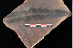 Foto (Detailsansicht) von Quercus palaeoilex Ettingshausen (NHMW-GEO-2024-0188-0779)